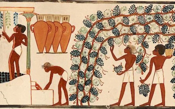 egipto_vino