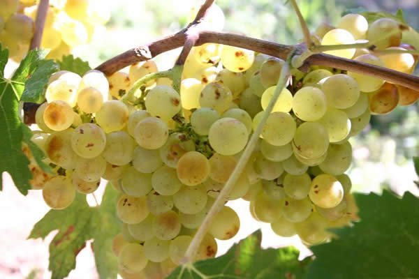 uva_vermentino