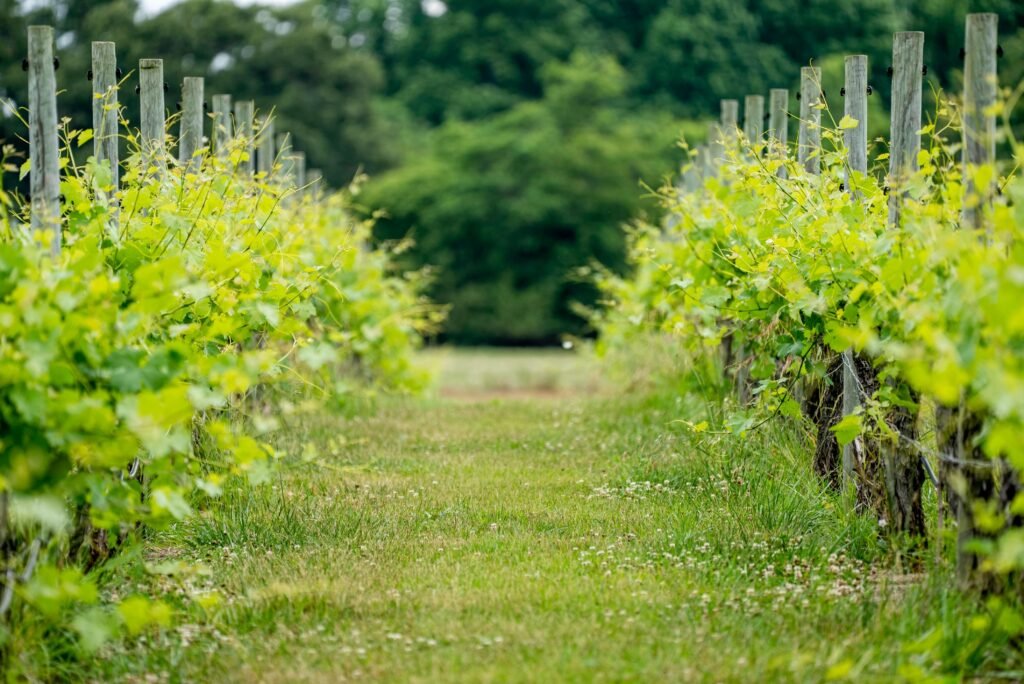 Conoce las Características del Vino